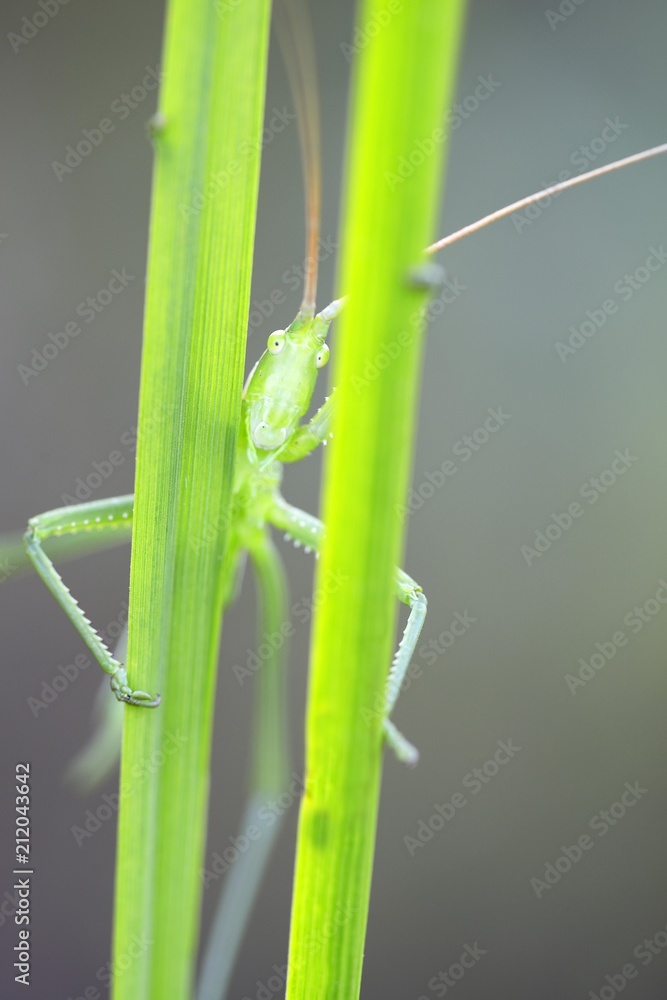 Saga pedo bush cricket (Sago pedo), female looking through grass blades, Pleven Province, Bulgaria, Europe Saga pedo bush cricket (Sago pedo), female looking through grass blades, Pleven Province, Bulgaria, Europe