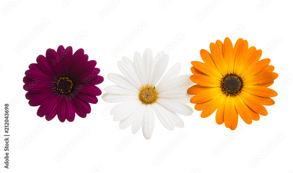 Osteosperumum Flower Daisy Osteosperumum Flower Daisy