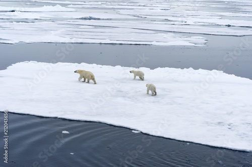 Polar bears (Ursus maritimus), mother with two cubs moving between ice floes, Spitsbergen Island, Svalbard archipelago, Norway, Europe photo