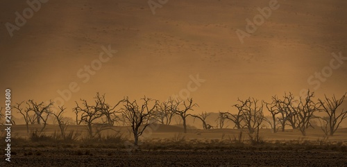 Dry trees in sandstorm, Tsauchab Valley, Namib Desert, Namibia, Africa photo
