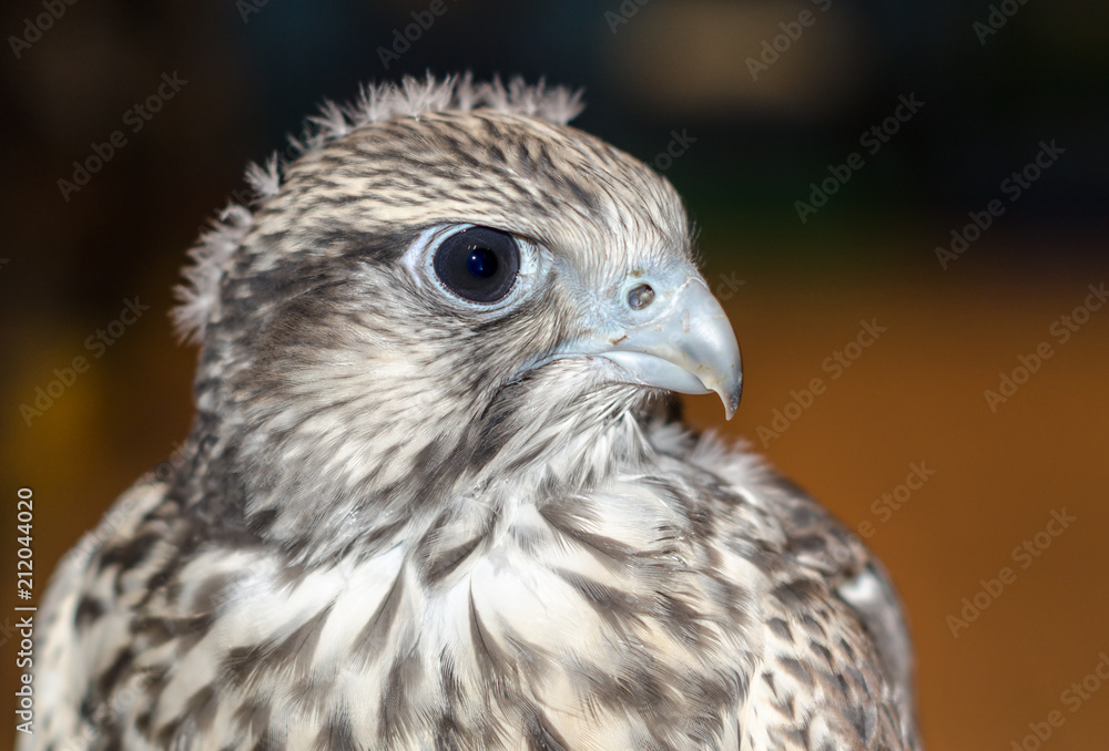 bird of prey gyrates close-up with funny feathers on the head ta bird of prey gyrates close-up with funny feathers on the head ta
