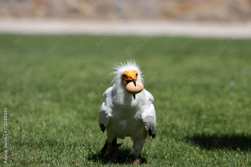 Fototapeta premium The Egyptian Vulture is a egg thief