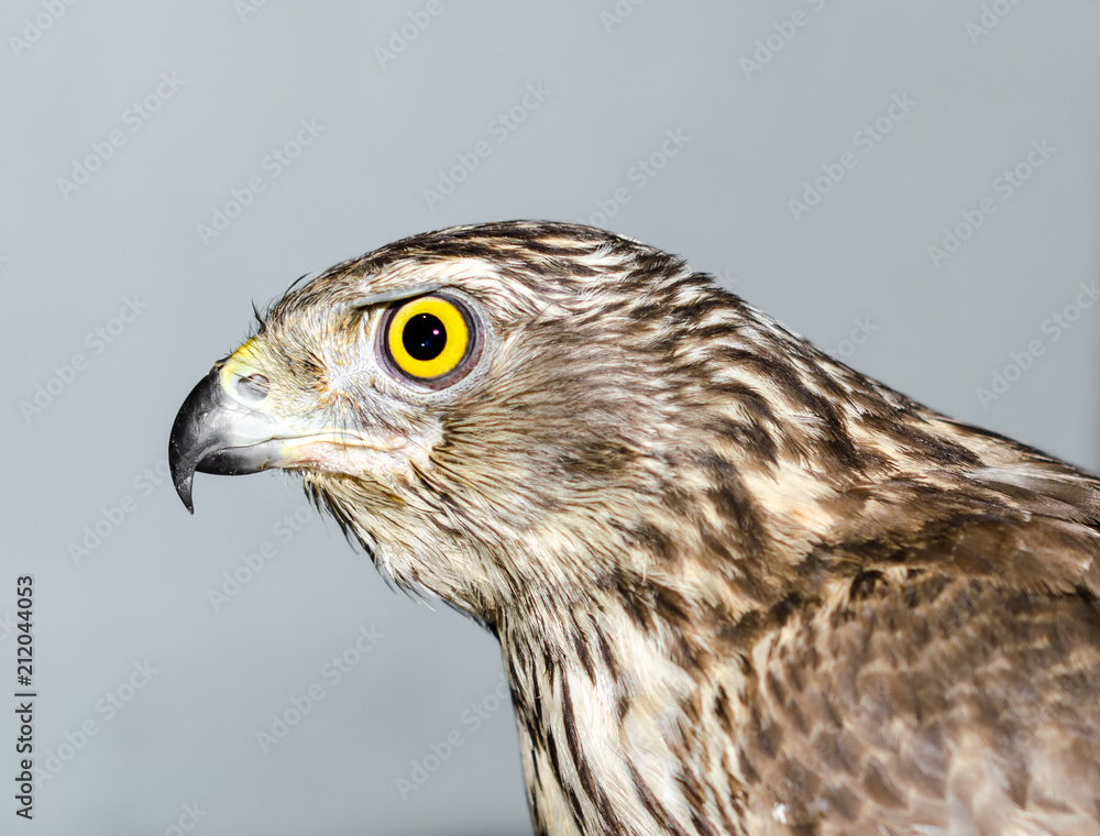 predatory bird hawk with bright yellow eye close-up on a gray ba predatory bird hawk with bright yellow eye close-up on a gray ba