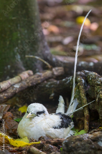 Weißschwanz-Tropikvogel (Phaethon lepturus) brütet auf dem Boden auf Cousin, Seychellen. photo