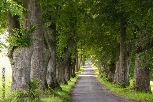 Kurfurstenallee, lime tree avenue, Marktoberdorf, Allgau, Swabia, Bavaria, Germany, Europe