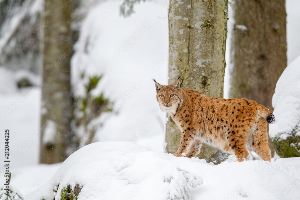 Fototapeta premium Luchs (Lynx lynx) im Winter im Tier-Freigelände im Nationalpark Bayrischer Wald, Deutschland.