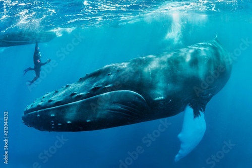 Humpback whale with diver swimming in sea photo