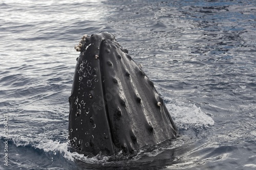 Humpback whale (Megaptera novaeangliae) with barnacles (Balanus sp.), species-specific Spyhopping, Queensland, Pacific, Australia, Oceania photo