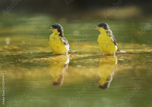 Lesser Goldfinch (Carduelis psaltria), males bathing, Hill Country, Texas, USA, North America photo