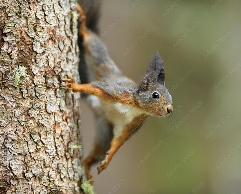 Close up of eurasian red squirrel climbing on tree Close up of eurasian red squirrel climbing on tree