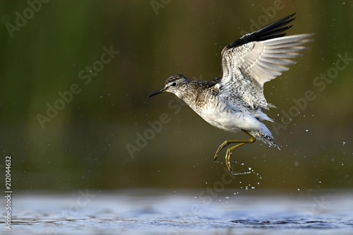 Wood sandpiper (Tringa glareola) on departure from the water, Kiskunsag National Park, Hungary, Europe