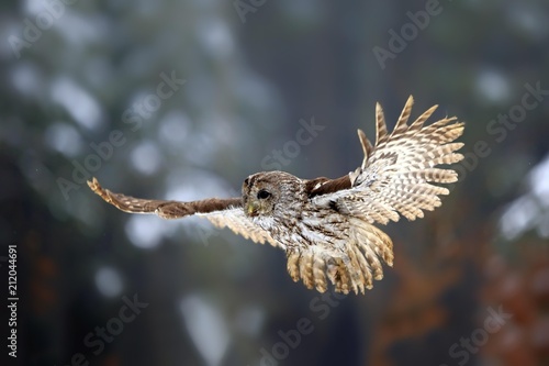 Tawny owl (Strix aluco), adult flying in winter, Zdarske Vrchy, Bohemian-Moravian Highlands, Czech Republic, Europe photo