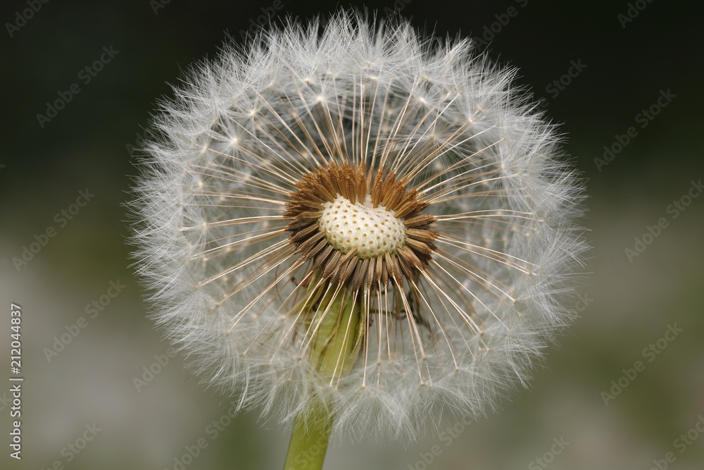 Blowball, Dandelion (Taraxacum officinale), seminal state, Schleswig-Holstein, Germany, Europe Blowball, Dandelion (Taraxacum officinale), seminal state, Schleswig-Holstein, Germany, Europe