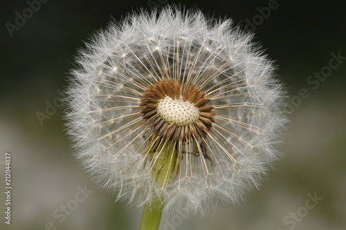 Blowball, Dandelion (Taraxacum officinale), seminal state, Schleswig-Holstein, Germany, Europe