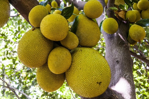 Jackfruit (Artocarpus heterophyllus) with lots of yellow fruit hanging on tree, Tamil Nadu, India, Asia photo