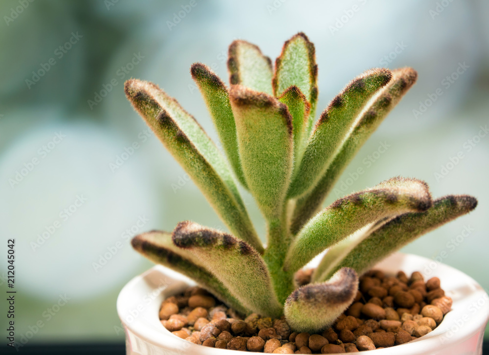Succulent plant close-up, fresh leaves detail of Kalanchoe tomentosa Succulent plant close-up, fresh leaves detail of Kalanchoe tomentosa
