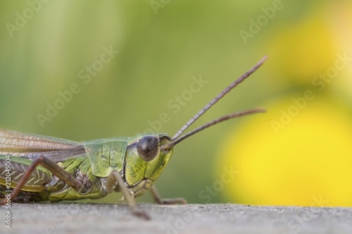 Meadow grasshopper (Chorthippus parallelus) on deadwood, portrait, Hesse, Germany, Europe photo