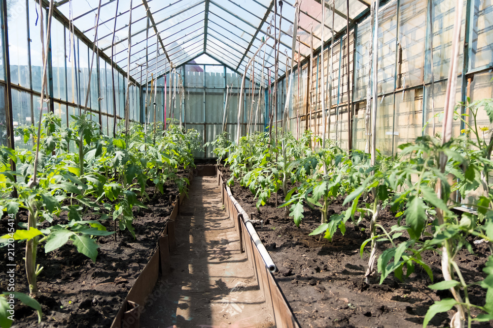 Organic tomatoes in a greenhouse Organic tomatoes in a greenhouse