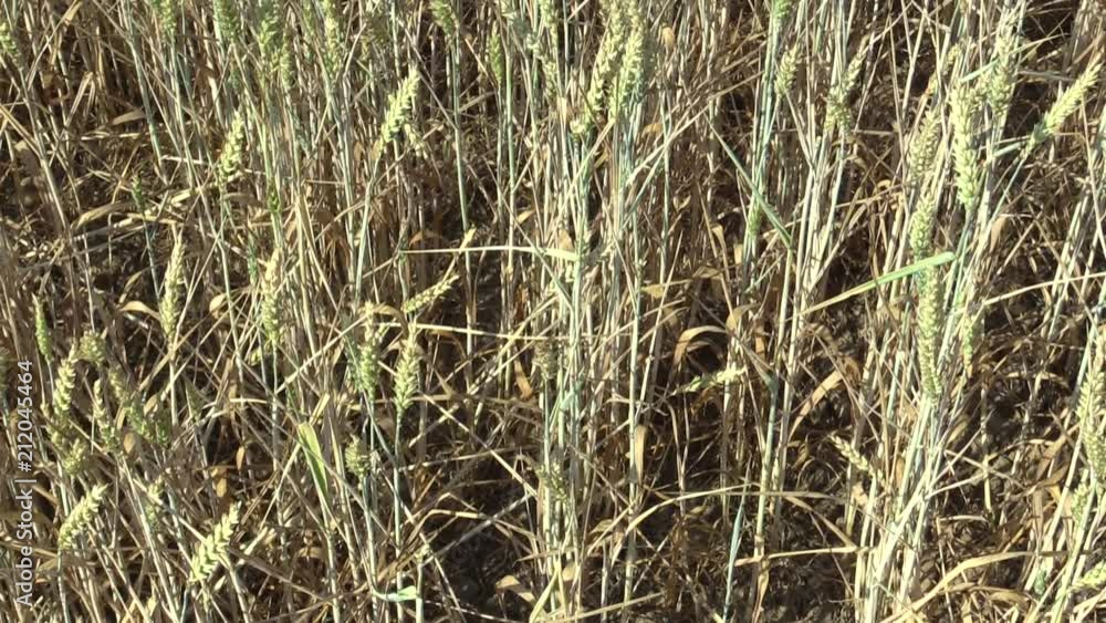 Very drought dry field land with wheat Triticum aestivum unripe ears and leaves and stems, drying up the soil, climate change Very drought dry field land with wheat Triticum aestivum unripe ears and leaves and stems, drying up the soil, climate change