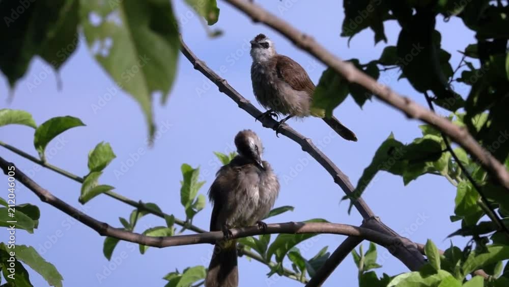 Yellow-Vented Bulbul Bird (Pycnonotus Goiavier) Grooming and Cleansing Feathers Yellow-Vented Bulbul Bird (Pycnonotus Goiavier) Grooming and Cleansing Feathers