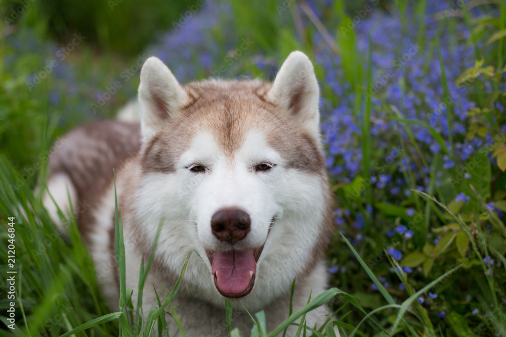 Close-up portrait of gorgeous beige and white dog breed siberian husky lying in the green grass and violet flowers