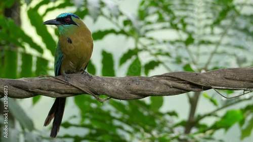 Colorful motmot bird in its natural habitat in the forest woodland.  The motmots or momotidae are a family of birds in the near passerine order coraciiformes. photo