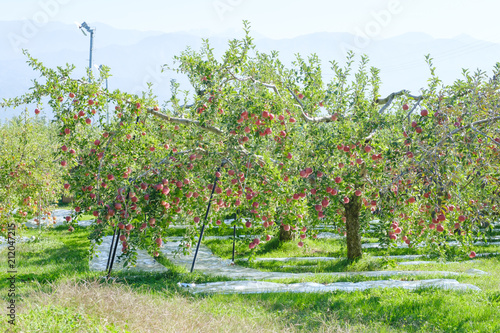 リンゴの樹