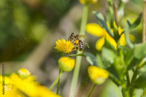 A bee on yellow flower © Achraf Elmerouani