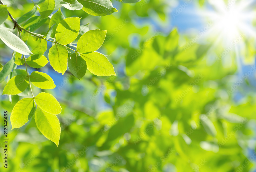 Spring natural background with bright fresh willow leaves