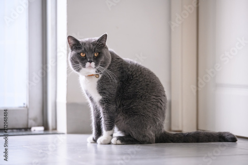 British short hair cat, shot indoors