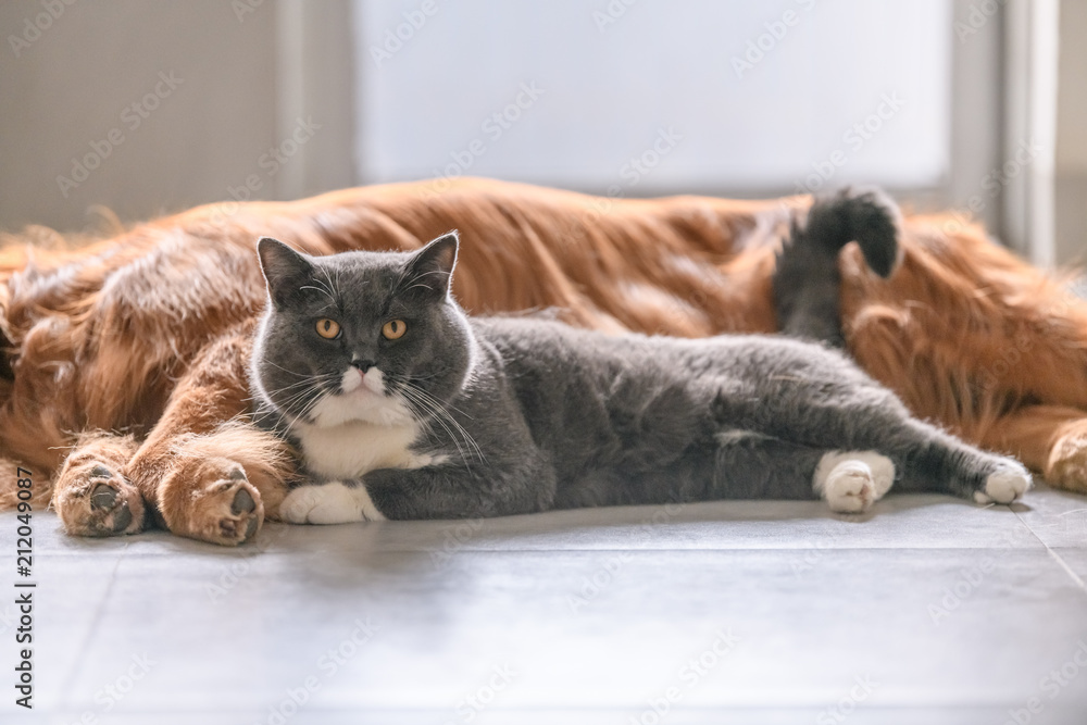 British short hair cat and golden retriever British short hair cat and golden retriever