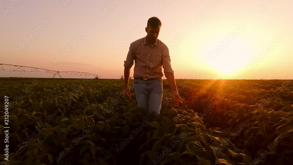 Young farmer walking in a soybean field and examining crop.