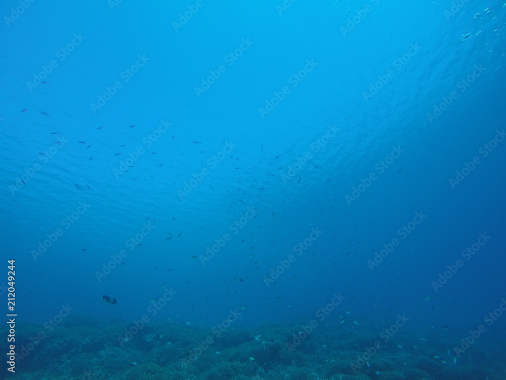 undersea view in ishigaki japan