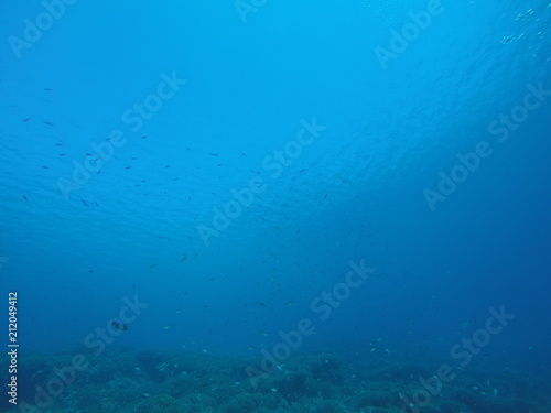 undersea view in ishigaki japan © kameiy