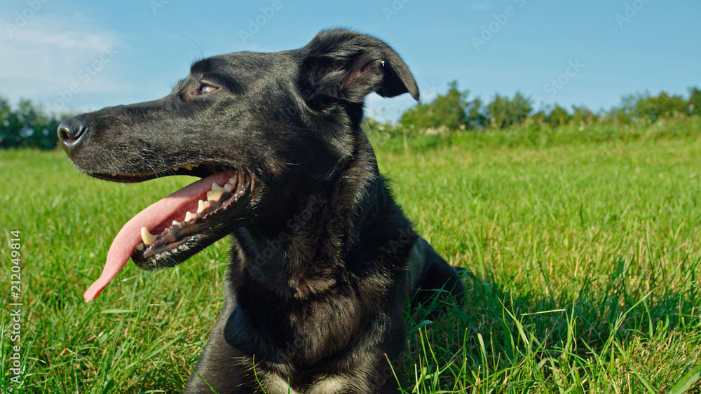 PORTRAIT: Lovely black dog with a shiny coat lies in cold grass and looks around PORTRAIT: Lovely black dog with a shiny coat lies in cold grass and looks around