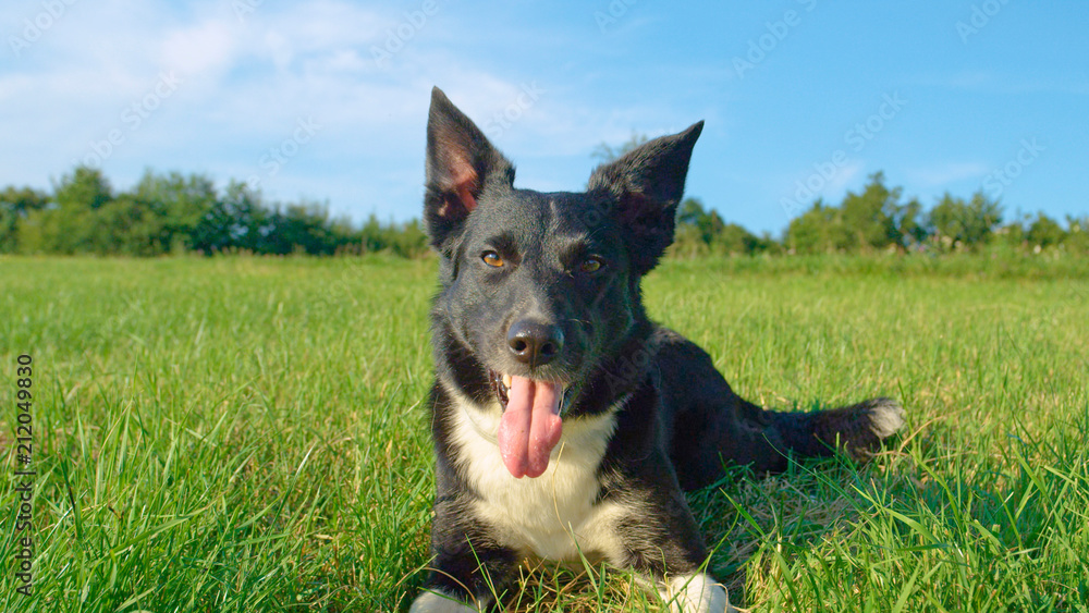 PORTRAIT: Cute patient puppy rests in the cold grass during a hot summer day. PORTRAIT: Cute patient puppy rests in the cold grass during a hot summer day.