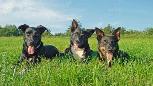 Photography PORTRAIT: Cute border collie puppies lie obediently in a sunny grassland