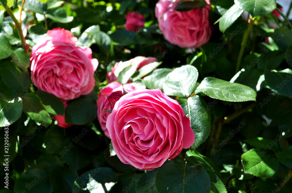 rosa Rose im Aufblühen, romantische Hochstamm Rose rosa Rose im Aufblühen, romantische Hochstamm Rose