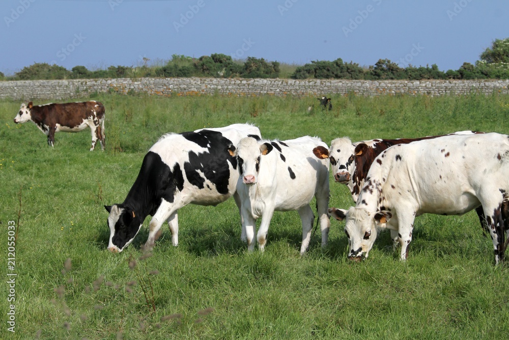 vaches normandes dans le Cotentin, Manche, Normandie vaches normandes dans le Cotentin, Manche, Normandie