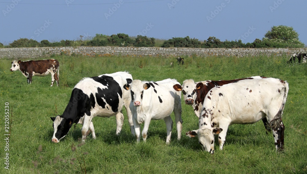 vaches normandes dans le Cotentin, Manche, Normandie vaches normandes dans le Cotentin, Manche, Normandie
