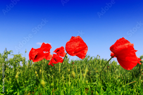Fototapeta Naklejka Na Ścianę i Meble -  Red poppy field