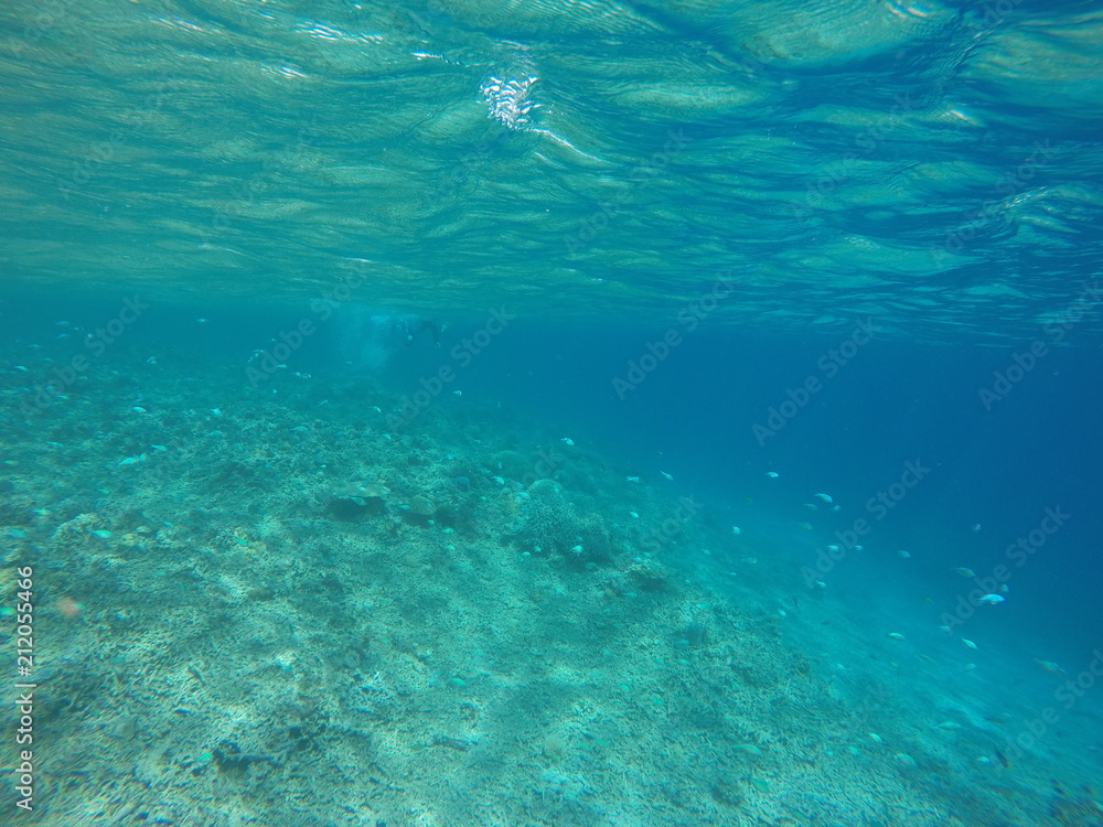 undersea view japan zamami