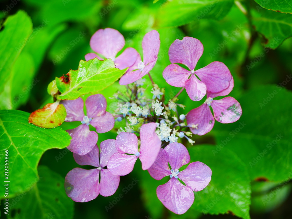 pink and white flowers