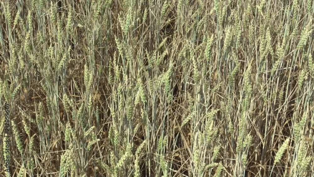 Very drought dry field land with wheat Triticum aestivum unripe ears and leaves and stems, drying up the soil, climate change Very drought dry field land with wheat Triticum aestivum unripe ears and leaves and stems, drying up the soil, climate change