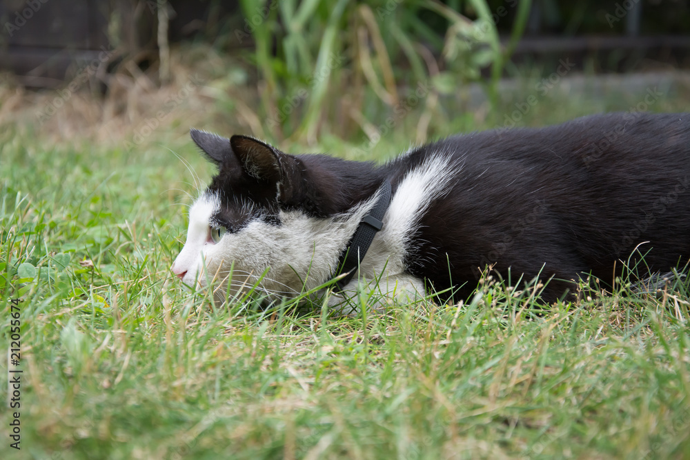 Young, playful black and white cat with a black collar lying in grass, hunting something Young, playful black and white cat with a black collar lying in grass, hunting something