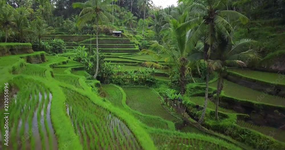 Beautiful young lady in yellow dress and straw hat. Girl walk at typical Asian hillside with rice farming. Mountain shape green cascade rice field paddies. Ubud. Bali. Indonesia. Aerial drone view. Beautiful young lady in yellow dress and straw hat. Girl walk at typical Asian hillside with rice farming. Mountain shape green cascade rice field paddies. Ubud. Bali. Indonesia. Aerial drone view.