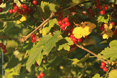 bush of red currant