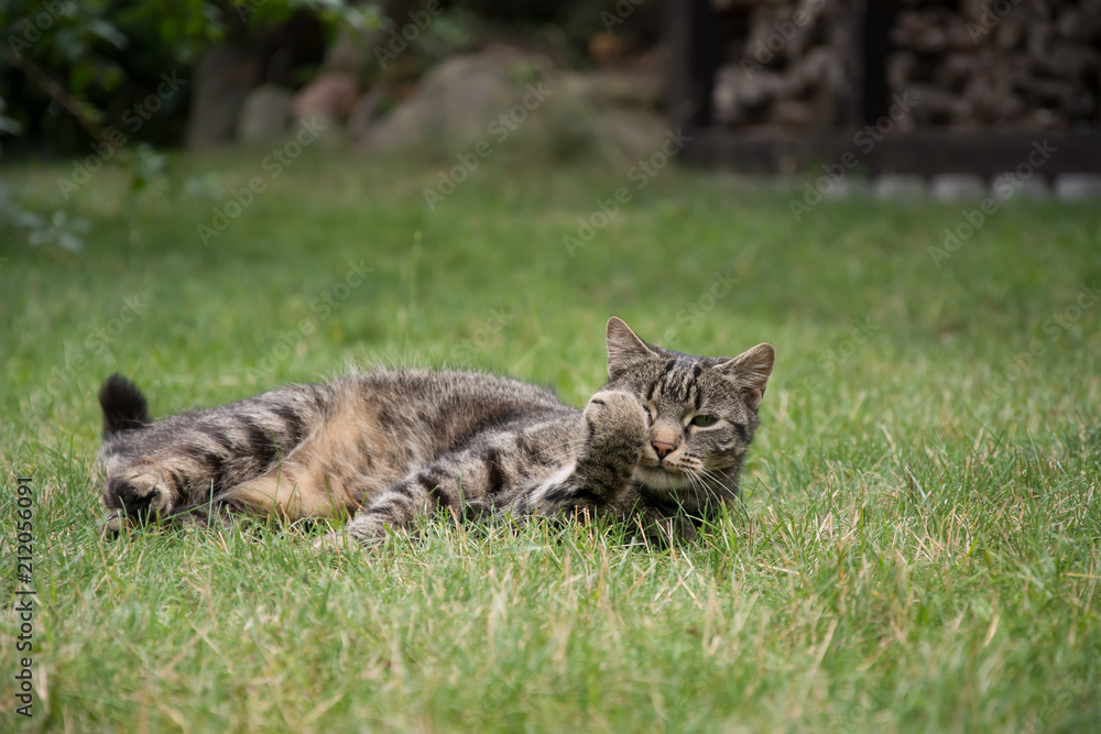 Naklejka premium Striped, grey tabby cat lying in grass, looking in the camera, her one paw up