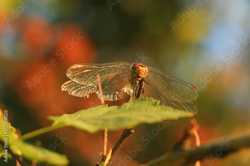 the dragonfly sits on a branch