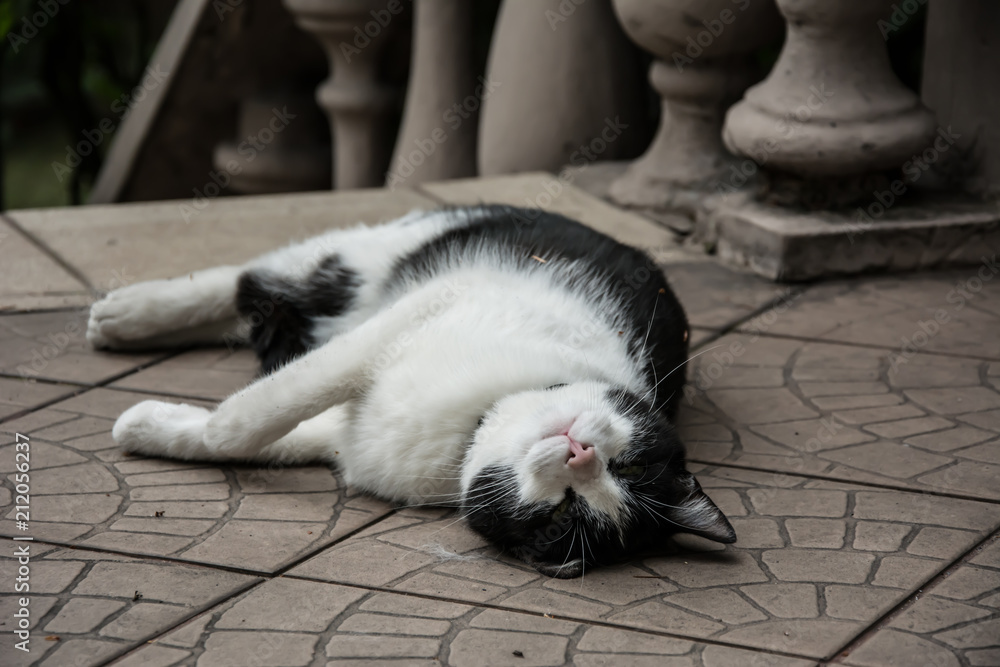 Big, black and white cat lying at his side on a terrace, with his eyes half open
